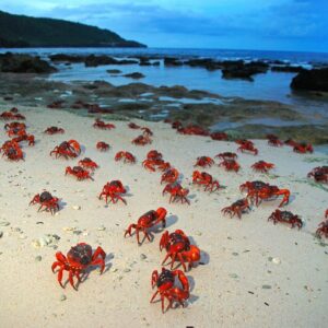 3s “Nature’s Extravaganza: Millions Of Red Crabs Unite In Mesmerizing Mating Ritual, Transforming Christmas Island Into A Breathtaking Display Of Natural Grandeur.” 3s