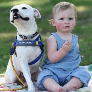 kem.The beautiful friendship between a three-legged dog and a four-year-old girl who lost an arm overcomes her physical disability to live happily, creating more motivation for people in the same situation.