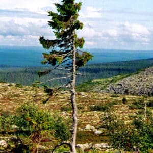 Be.What Do You Think The World’s Oldest Tree Has Experienced At The Age Of 9,000 Years? Let’s Explore Together The Mysteries That Lie Behind.