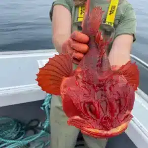 /10. By Stroke Of Luck, An American Fisherman Stumbled Upon A Rare Crimson-colored Fish, Prized At Thousands Of Dollars, Garnering Immediate Attention Upon Its Listing For Sale.