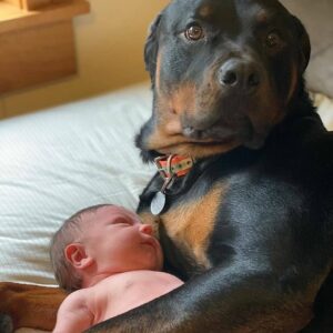 Heartwarming Tale: Emotional Response of a Freezing Dog as It Holds a Newborn Baby for Warmth. S68