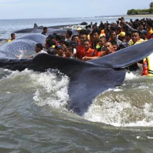 DQ Unprecedented Rescue: 10 Stranded Whales Saved Sparks Global Outpouring Of Emotion