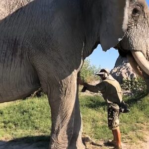 3s “Heartfelt Connection: Elephant Jabu Trustingly Obeys Commands, Allowing Conservation Worker To Administer Antibiotic Drops To His Eye With Remarkable Trust – An Emotional Encounter” 3S