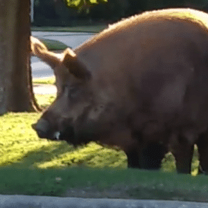 Aww The Man Was Unexpectedly Astonished After Chasing A 500-pound Wild Boar; This Incident Has Altered Our Perspective On The Animal World.