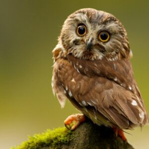 S127. “Meet The Elf Owl – Earth’s Tiniest Owl Species In The Wild”