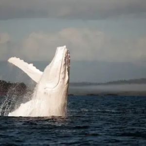 Aq An Intimate Encounter With Migaloo – The Only White Humpback Whale In The World ‎