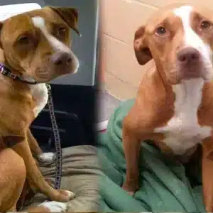 H. “Touching Loyalty: Pit Bull’s Unwavering Bond With Shelter Companion Shocks All During Adoption”