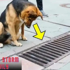 Dog Checks Storm Drain Daily – People Shocked When They Open It