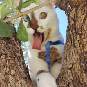 ntt.Bowie the cat has become a viral sensation thanks to his unique appearance.