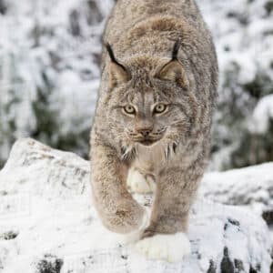 2S.Whiskered Wonders: Exploring the Playful Realm of the Canadian Lynx and Their Enchanting Bonds.2S