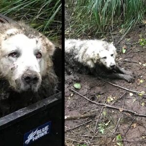 Tl.a Heartwarming Rescue: Tino’s Quick Thinking Saves A Lost, Elderly Deaf Dog