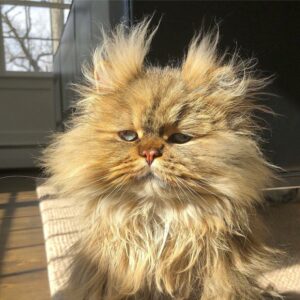 AH Meet Barnaby, the Persian cat whose enchantingly tranquil expressions have effortlessly won the adoration of millions, soothing hearts with every sleepy gaze.