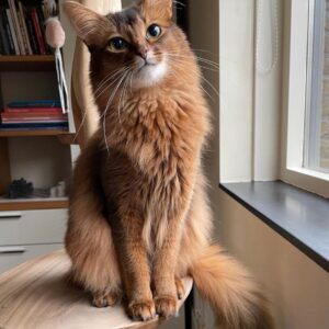 AL “Purring Wonders: Revealing Intriguing Tidbits About the Enchanting Somali Felines.”