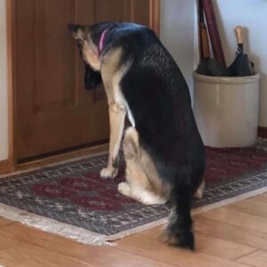 /5.Heartbroken but steadfast, a loyal dog waits by the door, yearning for their dad’s return from the hospital, capturing the sympathy of viewers globally.