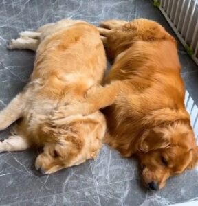 kem.The Golden Retriever shows remarkable care and commitment as he cares for his pregnant partner with unwavering dedication and care.