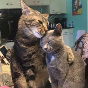 AL Transitioning from Isolation to Companionship: The Uplifting Odyssey of a Rescued Cat Embracing the Warmth of Feline Camaraderie