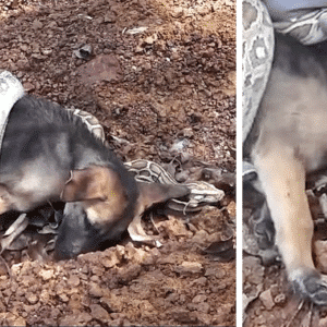 kem.Man rescues puppy from snake attack, demonstrating the profound impact of compassion and solidarity in life’s precious moments