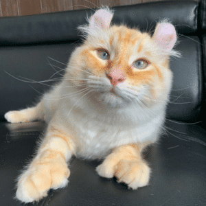 ntt.Adorable cat with rabbit-like ears is shocking the online community.