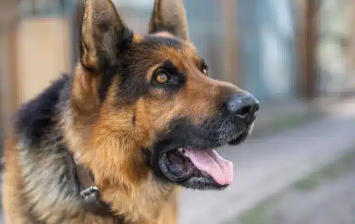 The Return Of The German Shepherd
