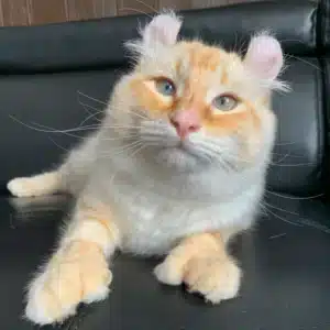 Mesmerizing: The Charming Cat With Charming Ears Captures Everyone’s Hearts. .sg