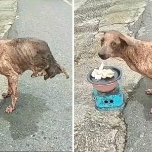 kc. Despite facing insurmountable challenges, the two-legged stray dog miraculously perseveres, yet regrettably, no one extends a helping hand