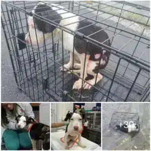 Man ʀᴇsᴄᴜᴇs Puppy Dog ʟᴏᴄᴋᴇᴅ In A Cage Found ғʟᴏᴀᴛɪɴɢ In Freezing Lake .SX