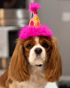 ht. A Pawsome Birthday Celebration