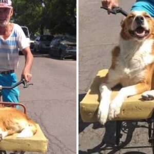 kem.Touching story of 75-year-old man who adopted a dog from a shelter, spreading joy on an old bike ride