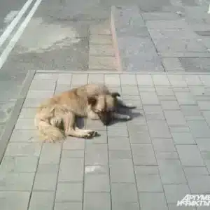 rep.Heartbreaking tale: The small dog left alone on the bridge for 60 days, patiently waiting for its owner, brings tears to passersby.