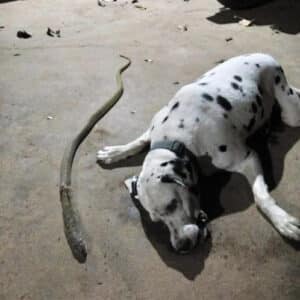 Viet ..”Bravely Defending His Owner, Brave Dog Vanishes Forever Confronting Cobra”.. Viet