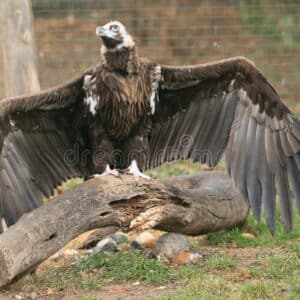 Researchers have just caught a strange giant bird with huge wings. .SB