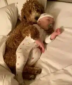 hr. Jacy, the dog, embraced the newborn baby upon their first meeting, tenderly hugging the infant and peacefully drifting into a deep sleep. The 9 months and 10 days of anticipation for the baby with “the mother” surpassed all happiness expectations, evoking special emotions for both families and viewers alike.