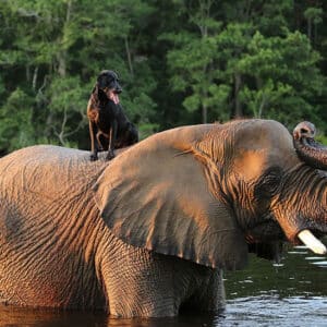 SV The bond between a samba elephant and a dog happily splashing water brought joy to the online community