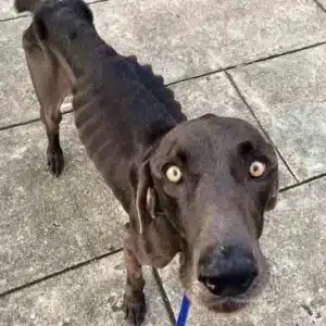 tpn-Starving Stray Dog Eаtіпɡ Rocks And Twigs To Survive Gets A Second Chance.