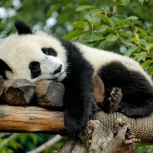 S29. Precisely why Pandas are the Adorable, Endearing Heritage Worth Protecting. S29