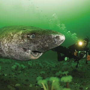 S16 Scientists Discover 400-Year-Old Greenland Shark Likely Born Around 1620 S16