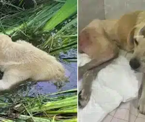 Kh-Paralyzed and Badly Injured: Dog Stuck in the River Cries Tears of Gratitude After Being Rescued.