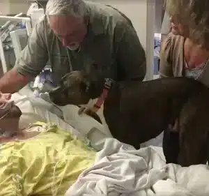 /5.in A Poignant Final Scene, Rocky The Dog Bid An Emotional Farewell, Sharing A Tender Moment With The Owner Who Had Been His Faithful Companion For Over A Decade, Sealing Their Bond With One Last Heartfelt Hug.