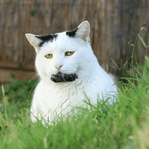 AL Salia, the cat with a distinctive chin hairline, is celebrated for her beauty despite this unique feature.
