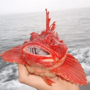 PS.”Chance Discovery: American Fisherman Happens Upon Rare Crimson Fish, Worth Thousands, Prompting Global Intrigue.”