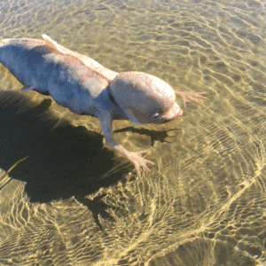 S29. Mysterious Fish-Like Creature with a Large Head Washes Ashore on California, USA! What Could It Be? S29