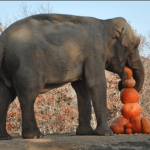 kp6.”The Giant Pumpkin Destruction: Elephants take part in a joyful celebration at the Oregon Zoo, creating a unique and fun-filled spectacle.”