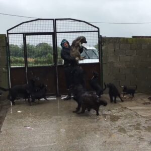 SAU.”Undying Loyalty: Abandoned Dog Bravely Waits in Pouring Rain, Longing for Family’s Return”.SAU