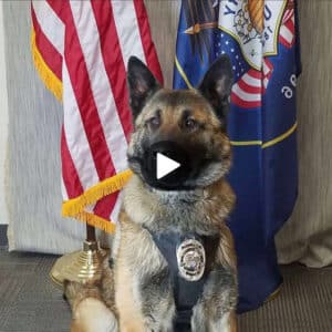 /tin.”Final Farewell: Retiring Police Dog Bids Emotional Goodbye Over Radio Call, Touching Hearts with His Service and Dedication”