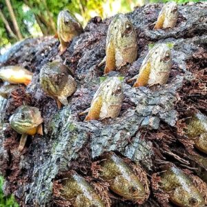 f.The attractive fish perched on a strange tree trunk surprised viewers when they witnessed it.f