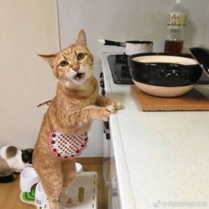 ..Embark on a Purr-fect Adventure: Discover the Culinary Creations of Professional Cat Chefs! You Won’t Believe Your Whiskers!” .