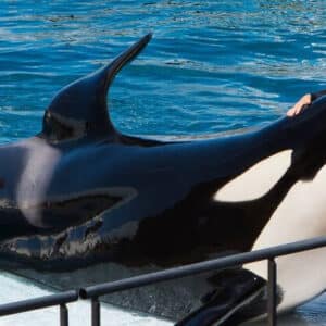 A whale traveled over 30km to return to shore, offering a sweet embrace to a woman who had saved it from being trapped in fishing nets, a scene that moved millions of people worldwide. .SB