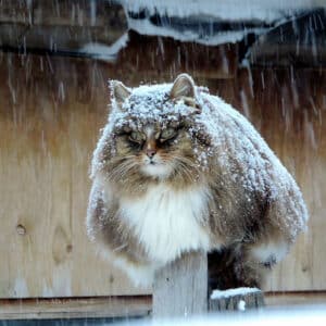 FS.Supreme Siberian Cat: The cat’s epic takeover of the countryside
