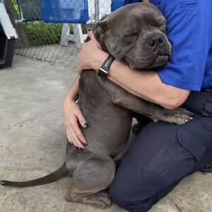 Viet ..”A Shelter Dog’s Heartfelt Thanks: Warm Hugs for the Rescuers Who Saved Him.”.. Viet