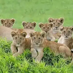 SU. Young Lioness, Zimbabwe gave birth to number of new record , 8 lion cubs (Video)